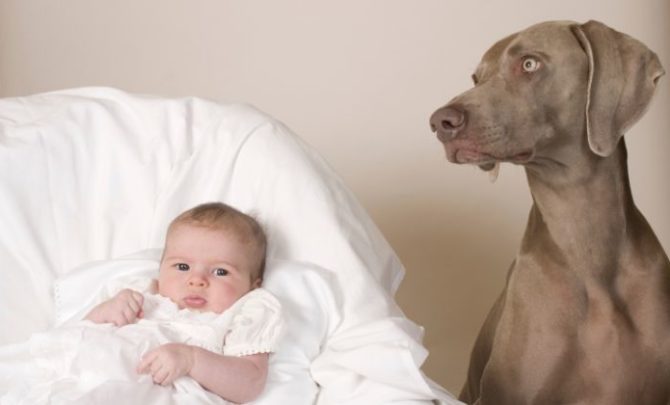 Dogs and Babies: Tips for Introducing the Two